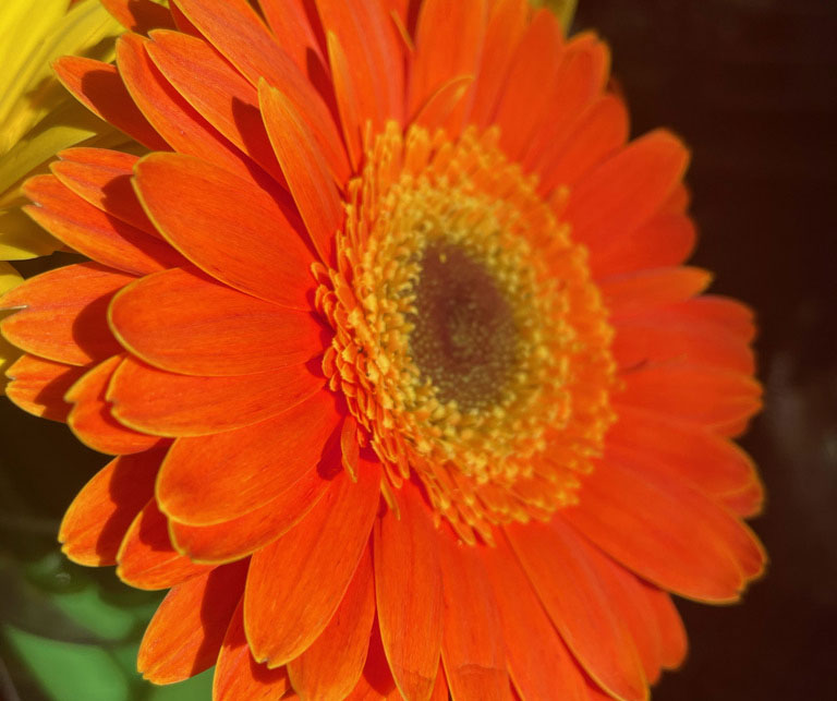A beautiful orange flower